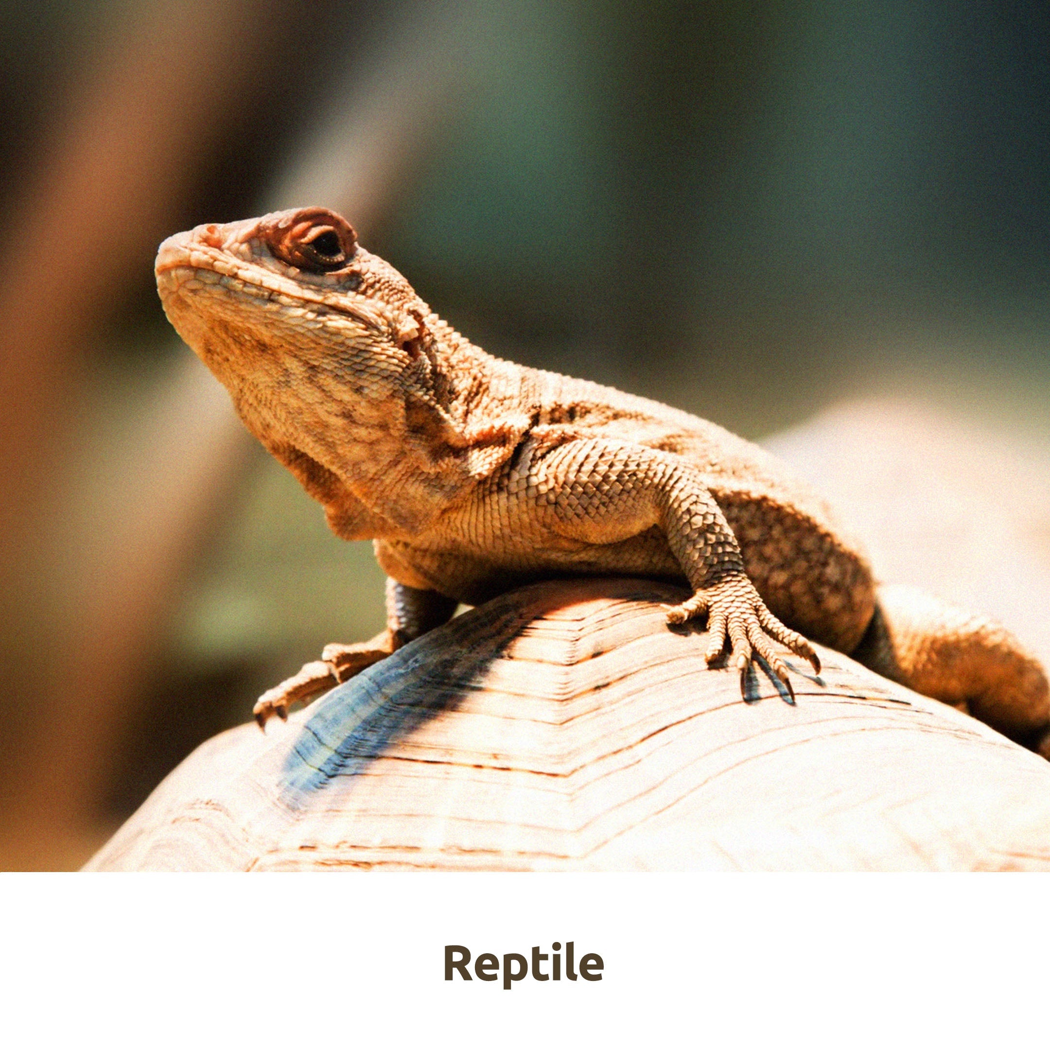 REPTILE